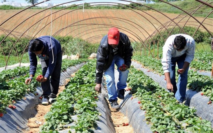 Πώς οι αγρότες θα απασχολούν παράτυπους μετανάστες ως εργάτες γης