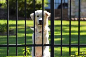 Αλεξάνδρεια Ημαθίας: Μπαράζ κλοπών ακριβών σκύλων ράτσας από αυλές σπιτιών