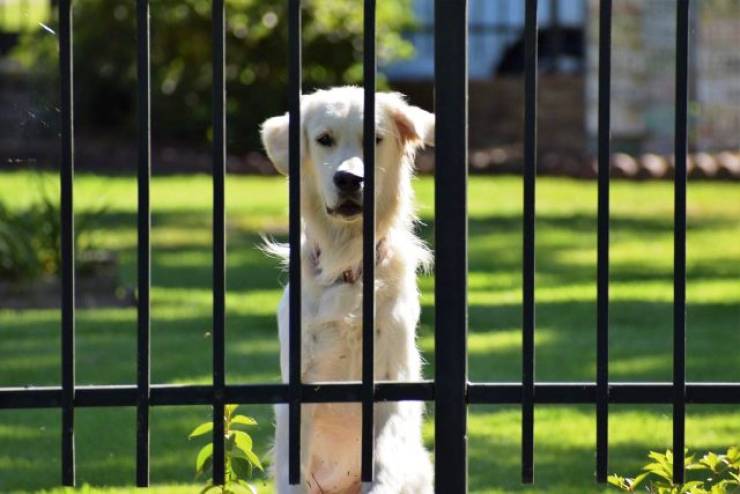 Αλεξάνδρεια Ημαθίας: Μπαράζ κλοπών ακριβών σκύλων ράτσας από αυλές σπιτιών
