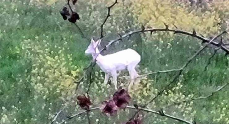 &Eta;&mu;&alpha;&theta;ί&alpha;: &Epsilon;&mu;&phi;&alpha;&nu;ί&sigma;&tau;&eta;&kappa;&alpha;&nu; &delta;ύ&omicron; &alpha;&lambda;&mu;&pi;ί&nu;&omicron; &zeta;&alpha;&rho;&kappa;ά&delta;&iota;&alpha;