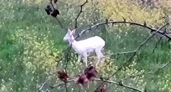 &Eta;&mu;&alpha;&theta;ί&alpha;: &Epsilon;&mu;&phi;&alpha;&nu;ί&sigma;&tau;&eta;&kappa;&alpha;&nu; &delta;ύ&omicron; &alpha;&lambda;&mu;&pi;ί&nu;&omicron; &zeta;&alpha;&rho;&kappa;ά&delta;&iota;&alpha;