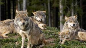 Eπίθεση λύκων σε στάνη στο Βρυσάκι Ημαθίας