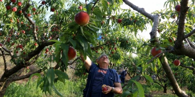 Λουτρό Ημαθίας: Για το μεροκάματο των εργατών γης συζητούν την Τρίτη οι αγρότες