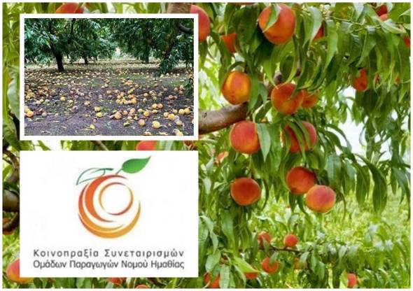 &Eta; &theta;έ&sigma;&eta; &tau;&eta;&sigmaf; &Kappa;&omicron;&iota;&nu;&omicron;&pi;&rho;&alpha;&xi;ί&alpha;&sigmaf; &Sigma;&upsilon;&nu;&epsilon;&tau;&alpha;&iota;&rho;&iota;&sigma;&mu;ώ&nu; &Omicron;&mu;ά&delta;&omega;&nu; &Pi;&alpha;&rho;&alpha;&gamma;&omega;&gamma;ώ&nu; &Eta;&mu;&alpha;&theta;ί&alpha;&sigmaf; &gamma;&iota;&alpha; &tau;&iota;&sigmaf; &alpha;&pi;&omicron;&zeta;&eta;&mu;&iota;ώ&sigma;&epsilon;&iota;&sigmaf; &tau;&omega;&nu; &Beta;&rho;&omicron;&chi;&omicron;&pi;&tau;ώ&sigma;&epsilon;&omega;&nu;