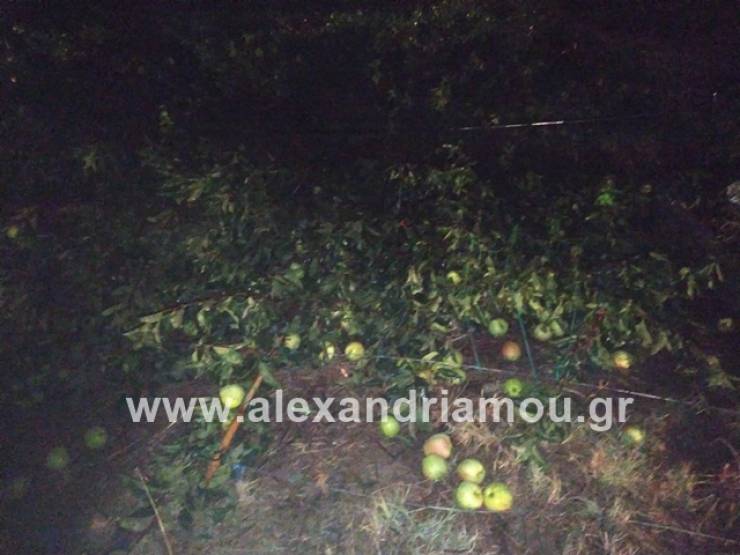 Δείτε ολική καταστροφή σε φάρμα του Δήμου Αλεξάνδρειας(φώτο-βίντεο)