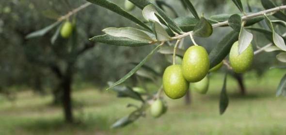 Συναγερμός στην Κ. Μακεδονία για μικροοργανισμό που βλάπτει τις ελιές