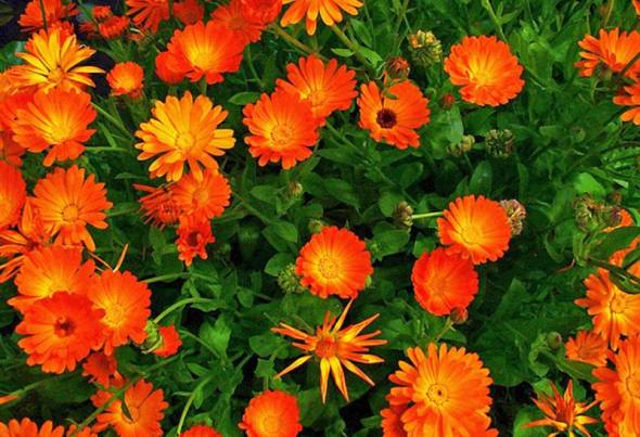 &Alpha;&nu;&theta;&omicron;έ&kappa;&theta;&epsilon;&sigma;&eta; &delta;&iota;&omicron;&rho;&gamma;&alpha;&nu;ώ&nu;&epsilon;&iota; &omicron; &sigma;ύ&lambda;&lambda;&omicron;&gamma;&omicron;&sigmaf; &Gamma;&omicron;&nu;έ&omega;&nu; &amp; &Kappa;&eta;&delta;&epsilon;&mu;ό&nu;&omega;&nu; &tau;&omicron;&upsilon; 1&omicron;&upsilon; &Gamma;&upsilon;&mu;&nu;&alpha;&sigma;ί&omicron;&upsilon; &Alpha;&lambda;&epsilon;&xi;ά&nu;&delta;&rho;&epsilon;&iota;&alpha;&sigmaf;