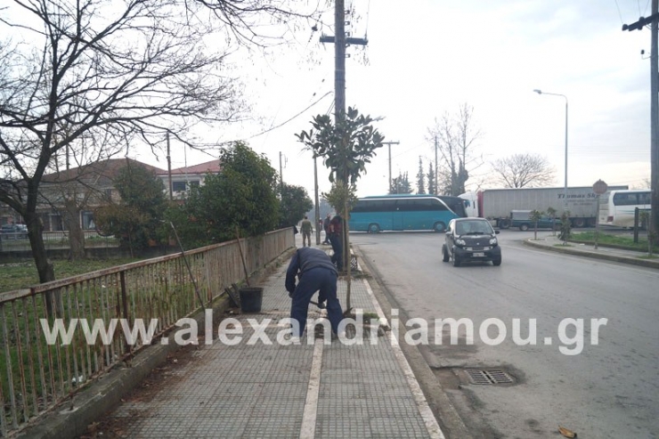 Σε εξέλιξη βρίσκεται δεντροφύτευση με μανόλιες στην νότια είσοδο της Αλεξάνδρειας