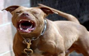 Επίθεση Pitbull σε μικρή σκυλίτσα στην Αλεξάνδρεια καταγγέλει αναγνώστρια του alexandriamou.gr