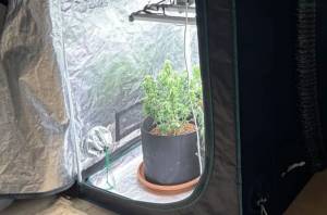 K&alpha;&lambda;&lambda;&iota;&epsilon;&rho;&gamma;&omicron;ύ&sigma;&epsilon; &kappa;ά&nu;&nu;&alpha;&beta;&eta; &mu;έ&sigma;&alpha; &sigma;&tau;&omicron; &sigma;&pi;ί&tau;&iota; &tau;&omicron;&upsilon; &sigma;&tau;&eta;&nu; &Pi;έ&lambda;&lambda;&alpha; - &Beta;&rho;έ&theta;&eta;&kappa;&alpha;&nu; &tau;έ&sigma;&sigma;&epsilon;&rho;&alpha; &delta;&epsilon;&nu;&delta;&rho;ύ&lambda;&lambda;&iota;&alpha;