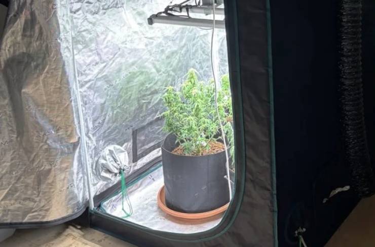 K&alpha;&lambda;&lambda;&iota;&epsilon;&rho;&gamma;&omicron;ύ&sigma;&epsilon; &kappa;ά&nu;&nu;&alpha;&beta;&eta; &mu;έ&sigma;&alpha; &sigma;&tau;&omicron; &sigma;&pi;ί&tau;&iota; &tau;&omicron;&upsilon; &sigma;&tau;&eta;&nu; &Pi;έ&lambda;&lambda;&alpha; - &Beta;&rho;έ&theta;&eta;&kappa;&alpha;&nu; &tau;έ&sigma;&sigma;&epsilon;&rho;&alpha; &delta;&epsilon;&nu;&delta;&rho;ύ&lambda;&lambda;&iota;&alpha;