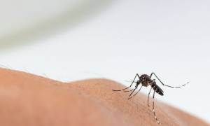 Κορονοϊός: Μεταδίδεται από τα κουνούπια; 3 + 1 χρήσιμες πληροφορίες