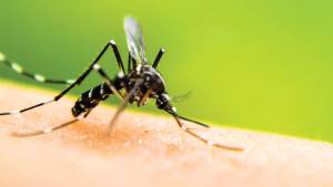 Πρόγραμμα Καταπολέμησης Κουνουπιών Δήμου Αλεξάνδρειας από 3 έως 7 Ιουνίου 2024