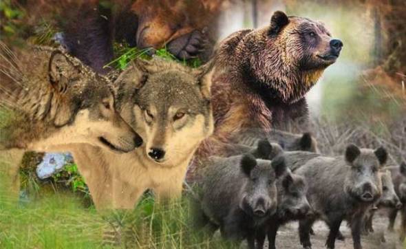 Γιατί κατεβαίνουν λύκοι,αλεπούδες, αρκούδες, αγριογούρουνα σε κατοικημένες περιοχές όλο και πιο συχνά