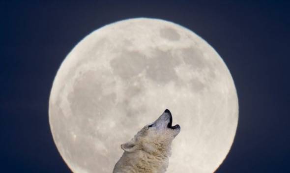 &Pi;&alpha;&nu;&sigma;έ&lambda;&eta;&nu;&omicron;&sigmaf; &Iota;&alpha;&nu;&omicron;&upsilon;&alpha;&rho;ί&omicron;&upsilon;: &Tau;&omicron; &phi;&epsilon;&gamma;&gamma;ά&rho;&iota; &tau;&omicron;&upsilon; &Lambda;ύ&kappa;&omicron;&upsilon; &epsilon;ί&nu;&alpha;&iota; &tau;&omicron; &pi;&rho;ώ&tau;&omicron; &omicron;&lambda;ό&gamma;&iota;&omicron;&mu;&omicron; &phi;&epsilon;&gamma;&gamma;ά&rho;&iota; &tau;&omicron;&upsilon; έ&tau;&omicron;&upsilon;&sigmaf;