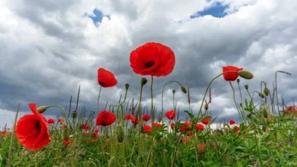 &Beta;&rho;&omicron;&chi;έ&sigmaf; &kappa;&alpha;&iota; &kappa;&alpha;&tau;&alpha;&iota;&gamma;ί&delta;&epsilon;&sigmaf; &tau;&eta; &Mu;&epsilon;&gamma;ά&lambda;&eta; &Pi;&alpha;&rho;&alpha;&sigma;&kappa;&epsilon;&upsilon;ή - &Omicron; &kappa;&alpha;&iota;&rho;ό&sigmaf; &mu;έ&chi;&rho;&iota; &tau;&eta;&nu; &Tau;&rho;ί&tau;&eta; &tau;&omicron;&upsilon; &Pi;ά&sigma;&chi;&alpha;