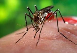 Ενημέρωση για τα μέτρα προφύλαξης από τα κουνούπια από το Δήμο Αλεξάνδρειας