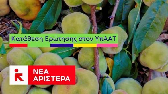 Στη Βουλή από τη Νέα Αριστερά η επικίνδυνη εξάπλωση ασθένειας στα ροδάκινα