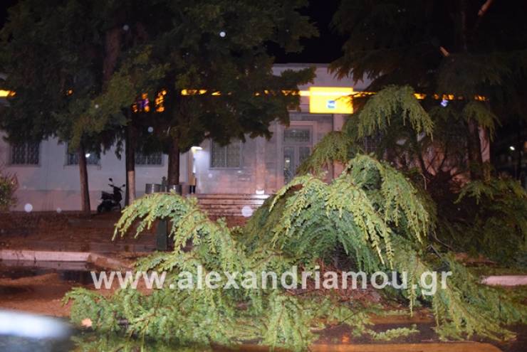 ¨Κόπηκε στα δυο¨ δέντρο μπροστά στην Πειραιώς στην Αλεξάνδρεια(φωτο)