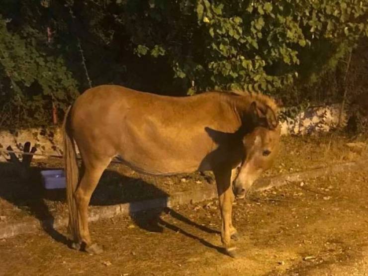 Διάσωση ανεξέλεγκτου αλόγου από την Πυροσβεστική έξω από την Αλεξάνδρεια... μεγάλος ο κίνδυνος σύγκρουσης με διερχόμενα αυτοκίνητα(φωτο-βίντεο)