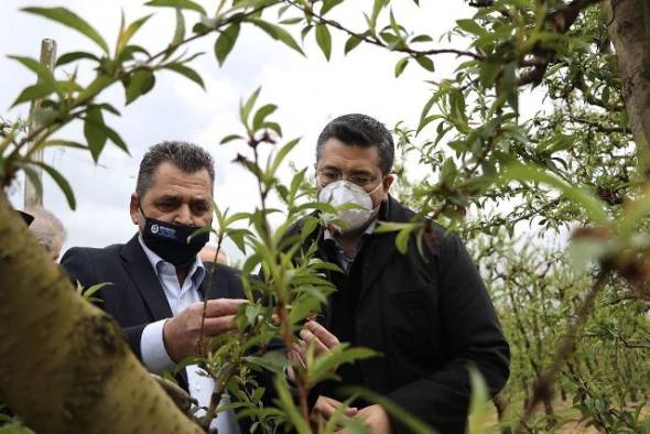 Πρωτοβουλία του Κ. Καλαϊτζίδη για εκτίμηση  της ζημιάς από την καρπόπτωση ροδακίνων μετά από παρέμβαση του Αγροτικού Συλλόγου Βέροιας