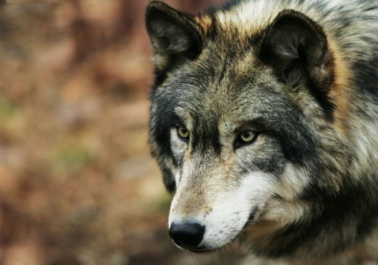 Τρόμος...λύκος «επισκέφθηκε» παιδικό σταθμό στην Πέλλα