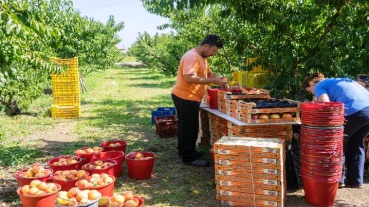 ΕΛΓΑ: Αύριο καταβάλλονται αποζημιώσεις ύψους 66,8 εκατ. ευρώ