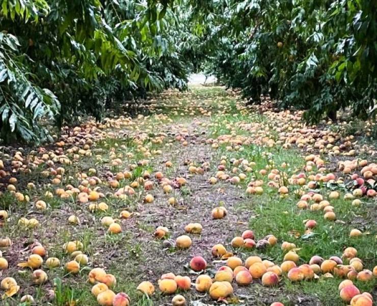 Αγροτικός Σύλλογος Ημαθίας προς Κυβέρνηση: «Στρεμματικές ενισχύσεις στους ροδακινοπαραγωγούς άμεσα»