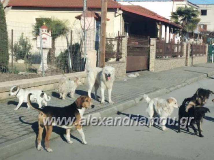 Φιλόδημος ΙΙ: 20 εκατ. ευρώ σε Δήμους για τα αδέσποτα