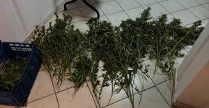 Το Τμήμα Ασφάλειας Αλεξάνδρειας συνέλαβε δύο αλλοδαπούς με δενδρύλλια κάνναβης σε αγροτική περιοχή