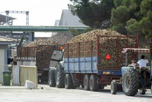 ΕΒΖ: Προς εξόφληση οι τευτλοπαραγωγοί