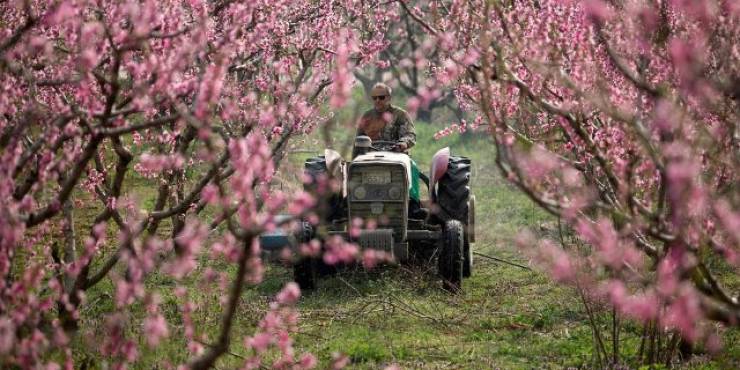 Ενισχύσεις «De minimis» 8,5 εκατ. ευρώ στους ροδακινοπαραγωγούς ανακοίνωσε από τα Γιαννιτσά ο Υπουργός Αγροτικής Ανάπτυξης