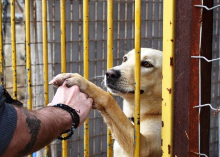 Στους δήμους 40 εκατ. ευρώ για τα ζώα συντροφιάς