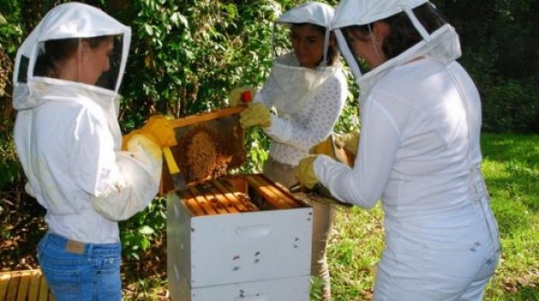Αριθμό κυψελών πρέπει να δηλώσουν όλοι οι μελισσοκόμοι μέχρι 31/12/2016