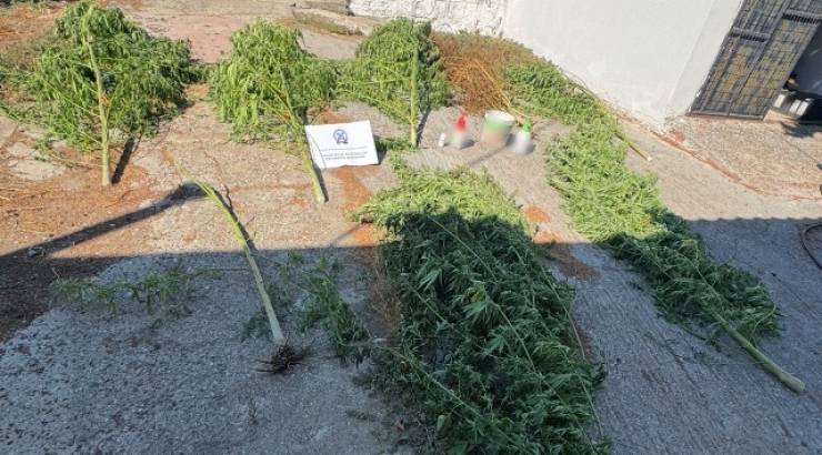 36&chi;&rho;&omicron;&nu;&omicron;&sigmaf; &kappa;&alpha;&lambda;&lambda;&iota;&epsilon;&rho;&gamma;&omicron;ύ&sigma;&epsilon; &delta;&epsilon;&nu;&delta;&rho;ύ&lambda;&lambda;&iota;&alpha; &kappa;ά&nu;&nu;&alpha;&beta;&eta;&sigmaf; &sigma;&tau;&eta;&nu; &Pi;έ&lambda;&lambda;&alpha;