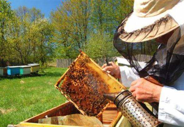 Ενισχύεται η μελισσοκομία...50% αύξηση των κονδυλίων ζητά το Ευρωκοινοβούλιο
