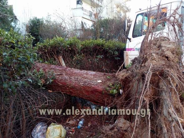 Ξεριζώθηκε δέντρο στην Αλεξάνδρεια από τους ισχυρούς ανέμους