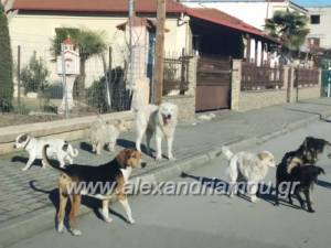 Καταφύγια αδέσποτων ζώων: Παράταση έως 31/12 για τους Δήμους