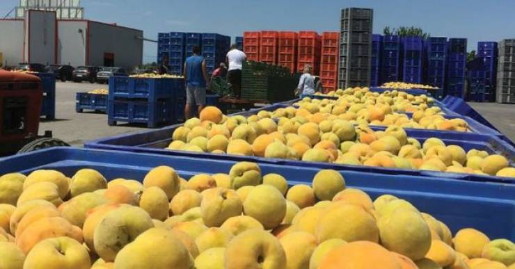 Σύσκεψη της Εθνικής Επιτροπής Βιομηχανικού Ροδάκινου και Αχλαδιού της ΕΘΕΑΣ στη Βέροια