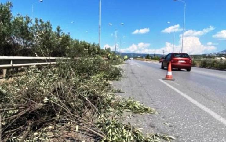Εργασίες κοπής δέντρων από το Σάββατο 23 Ιουλίου στην Αλεξάνδρεια – Η ανακοίνωση της Αστυνομικής Διεύθυνσης Ημαθίας
