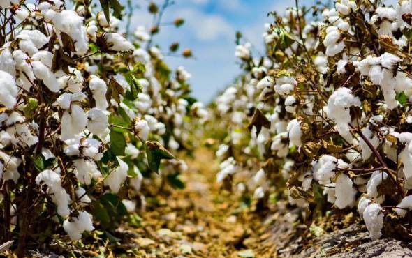 Εσπερίδα με τίτλο: «Το παρόν και το μέλλον της ελληνικής βαμβακοκαλλιέργειας», θα πραγματοποιηθεί στην Αλεξάνδρεια Ημαθίας την Τετάρτη 15 Μαρτίου