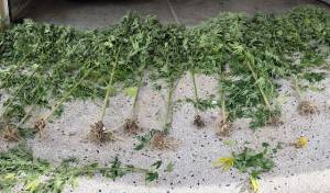 Καλλιεργούσε τρίμετρα δενδρύλλια κάνναβης “κρυμμένα” σε χωράφι με καλαμπόκια στην Πέλλα