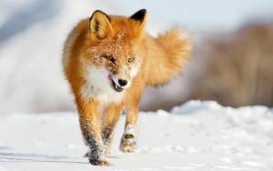 Ανακοίνωση της Π. Κ. Μακεδονίας για την έναρξη του προγράμματος δια του στόματος εμβολιασμού των κόκκινων αλεπούδων κατά της λύσσας