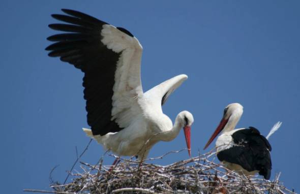 &Sigma;&tau;&alpha;&theta;&epsilon;&rho;ή &eta; &kappa;&alpha;&tau;ά&sigma;&tau;&alpha;&sigma;&eta; &sigma;&tau;&iota;&sigmaf; &gamma;&epsilon;&nu;&nu;ή&sigma;&epsilon;&iota;&sigmaf; &pi;&epsilon;&lambda;&alpha;&rho;&gamma;ώ&nu; &sigma;&tau;&omicron; &Kappa;&lambda;&epsilon;&iota;&delta;ί &Eta;&mu;&alpha;&theta;ί&alpha;&sigmaf;