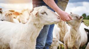 Έκτακτη ενίσχυση στους κτηνοτρόφους λόγω ευλογιάς