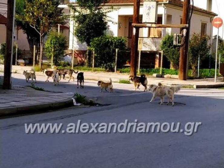 Γέμισε με αγέλες αδέσποτων σκύλων η Αλεξάνδρεια (φώτο)