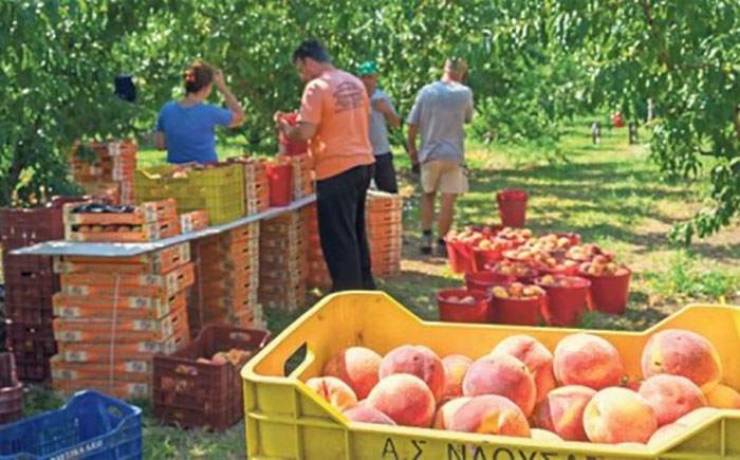 Στα δικαστήρια προσφεύγουν οι ροδακινοπαραγωγοί της Ημαθίας