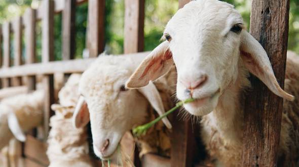 Εθνική Επιστημονική Επιτροπή Διαχείρισης και Ελέγχου Ευλογιάς Αιγοπροβάτων: Ανεξέλεγκτη κατάσταση με παρανομίες, εμβολιασμούς και έλλειψη βιοασφάλειας