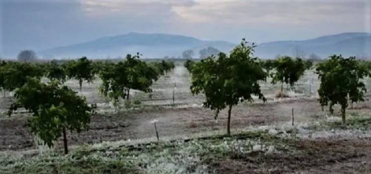 Ανακοινώθηκαν τα πορίσματα επανεκτίμησης ζημιών από τον Παγετό της 21ης Μαρτίου 2022 για τη Δ/Κ Λουτρού