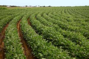 Εταιρία αναζητεί 500 στρέμματα στο Δ. Αλεξάνδρειας για την καλλιέργεια κλωστικής κάνναβης